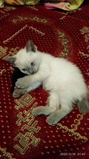 Меконгский бобтейл котик