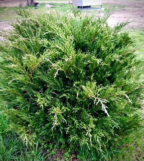 Можжевельник казацкий(Juniperus sabina)