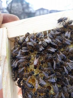 Пчеломатки - кавказкая серая