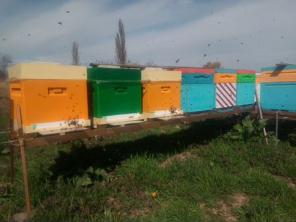 Пчелопакеты и прием заявок на маток 