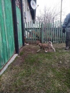 Продам щенка Западно- Сибирской лайки
