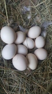 Яйцо куриное Инкубационные карликовые