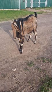 Вязка, Чистокровный, англонубийский козел Гедеон