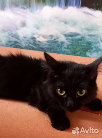 Красивейший котик