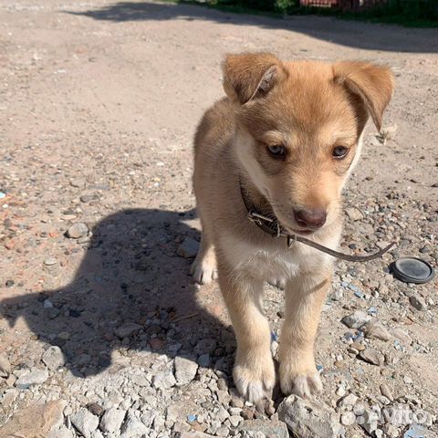 Щенок в добрые руки бесплатно