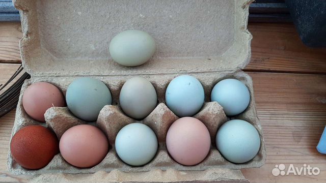 Цветные Яйца Куриные Фото