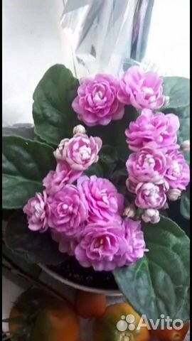 Листочки Фиалка Optimara Sequoia