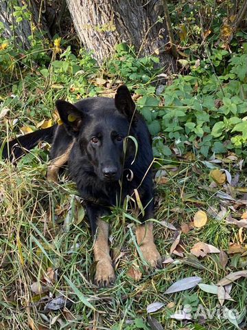 Герда ищет дом