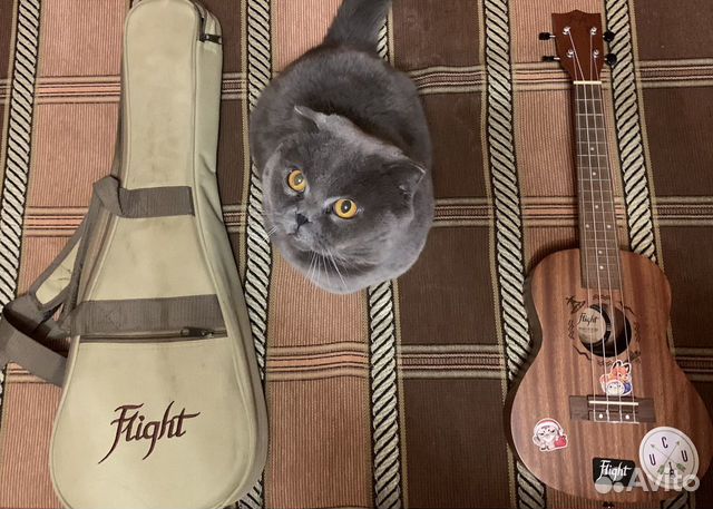 Укулеле flight NUC 310 (концерт)