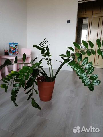 Замиокулькас