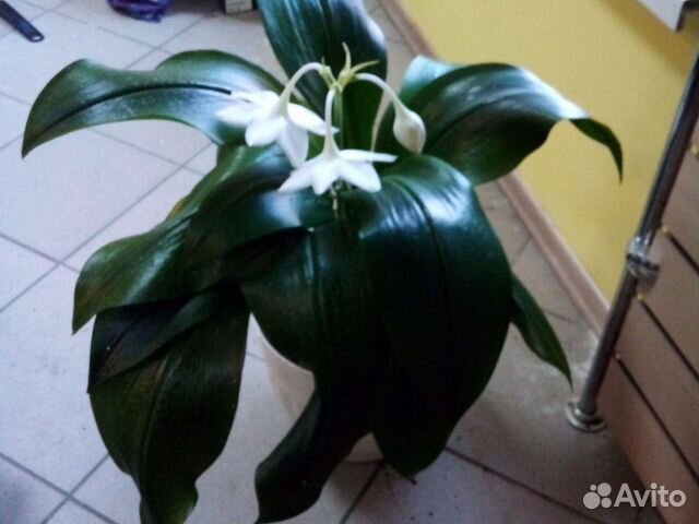 Амазонская лилияБольшая