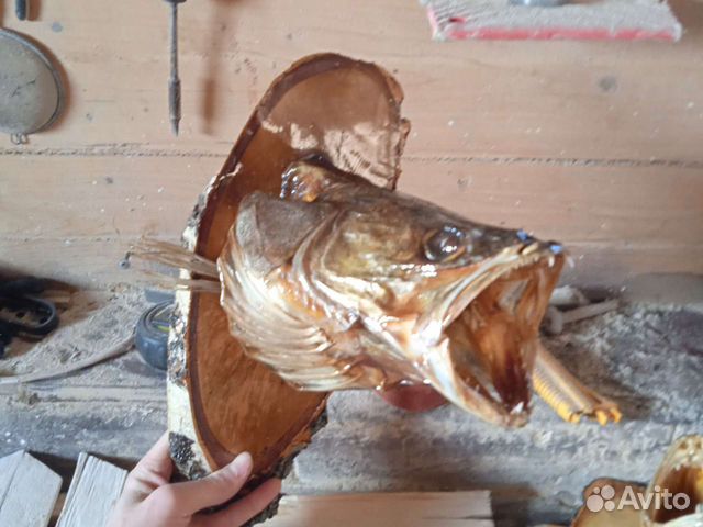 Голова судака. Максимальный размер судака. Чучело головы судака. Таксидермия судака. Голова судака.