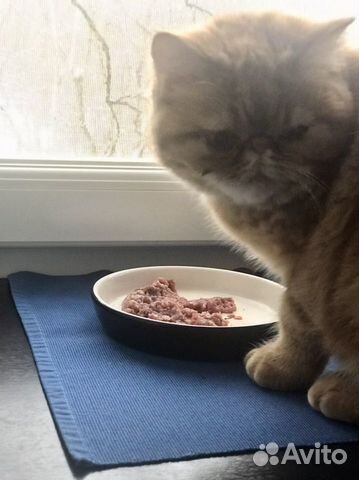 Фарш для кошек