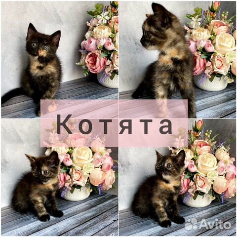 Черепаховые котята