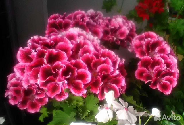 Пеларгония королевская