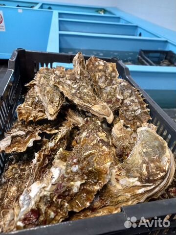 Устрицы оптом и в розницу