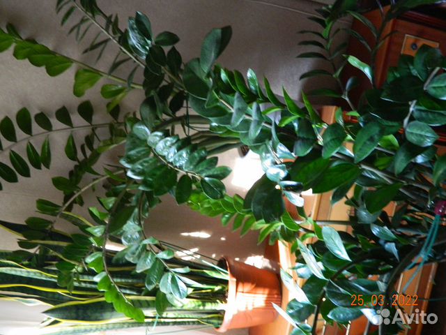 Замиокулькас-долларовое дерево