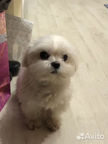 Не продажа Мальтийская болонка кобель для вязки