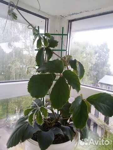 Тетрастигма вуанье