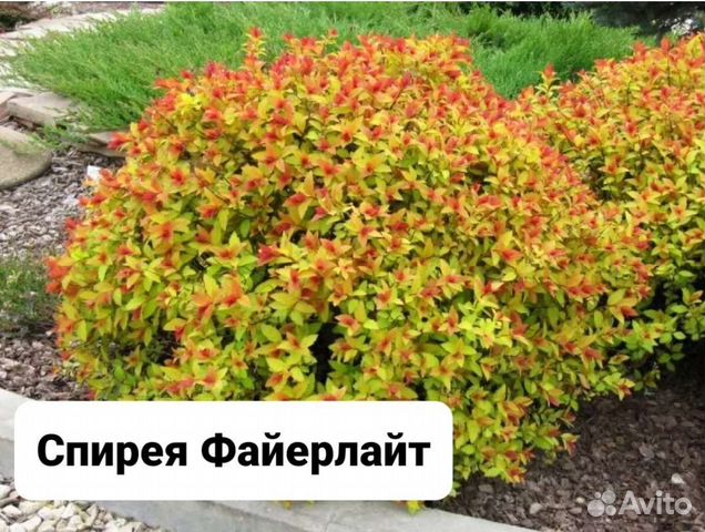 Декоративные кустарники