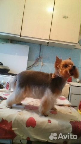 Стрижка собак и кошек Стрижка собак и кошек