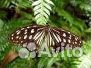 Живые экзотические бабочки Nemophora degeerella купить на Зозу.ру - фотография № 5