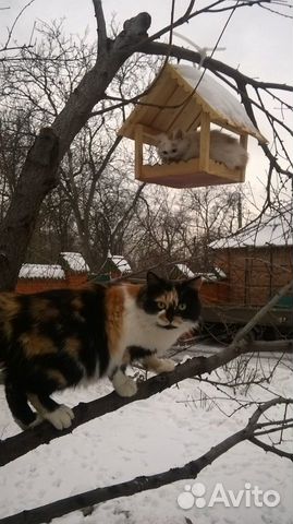 Кормушки для птиц