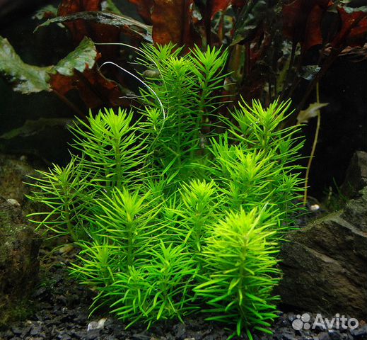 Растения в аквариум купить на Зозу.ру - фотография № 7