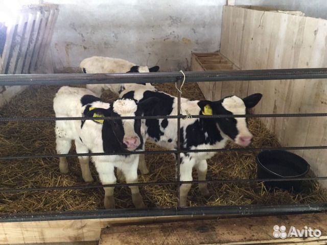 Телята бычки мясного направления