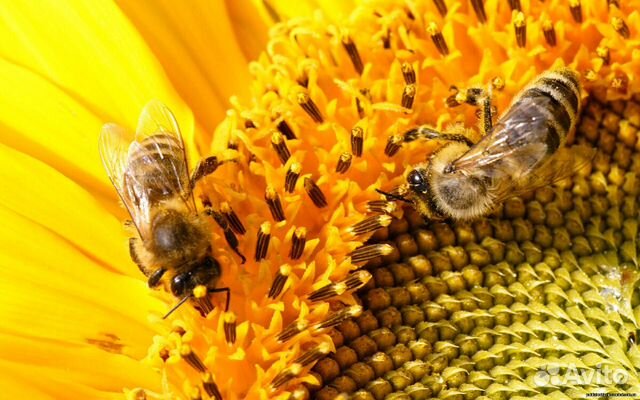Пчелосемьи/пчелы купить на Зозу.ру - фотография № 4