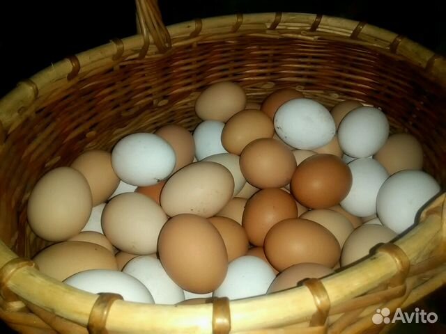 Домашние крупные куриные яйца