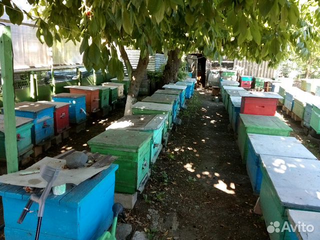 20 пчелопакетов (4рамки) купить на Зозу.ру - фотография № 2