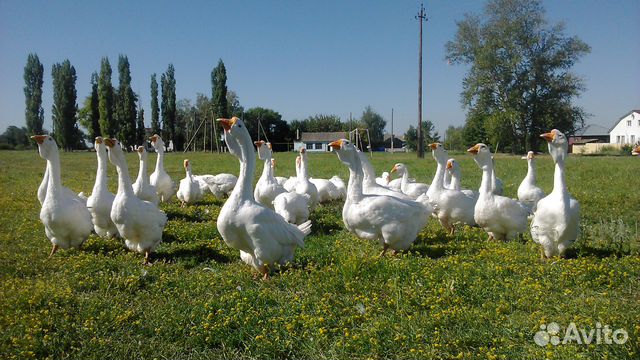 Холмогорские гуси. Гуси Холмогорские 2024 глинистого окраса. Порода гусей в Калининграде. Холмогорские гуси форум часть 2.