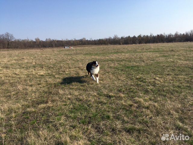 Участок 10 сот. (ИЖС) Участок 10 сот. (ИЖС)