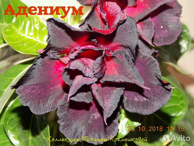 Адениум-цветущий бонсай