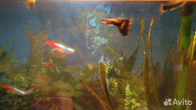 Рыбки Гуппи, живые аквариумные растения купить на Зозу.ру - фотография № 5