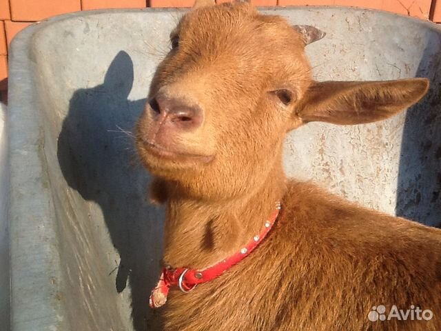 Камерунская молочная коза купить на Зозу.ру - фотография № 2