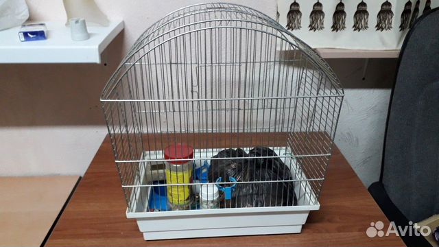 Продам клетку для попугайчиков купить на Зозу.ру - фотография № 1