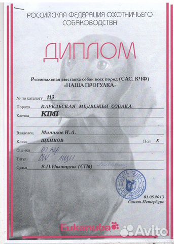Карельская медвежья собака (кобель) купить на Зозу.ру - фотография № 8