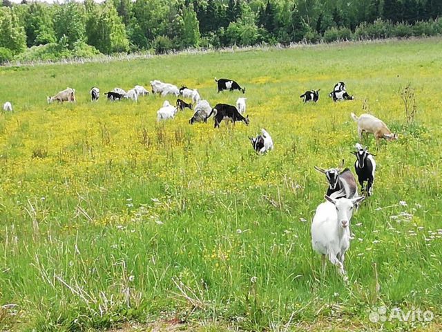 Дойные козы купить на Зозу.ру - фотография № 1