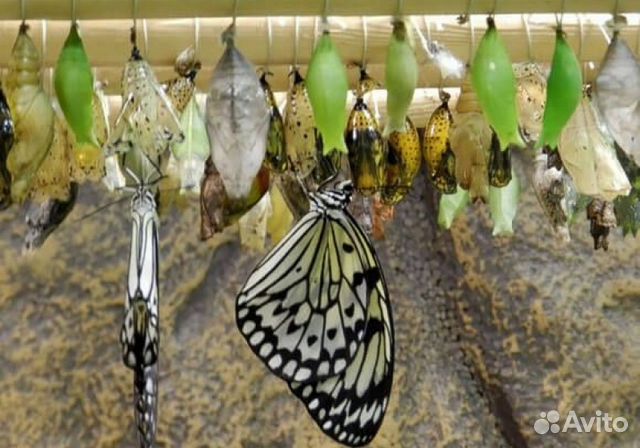 Высокорентабельны бизнес ферма тропических бабочек