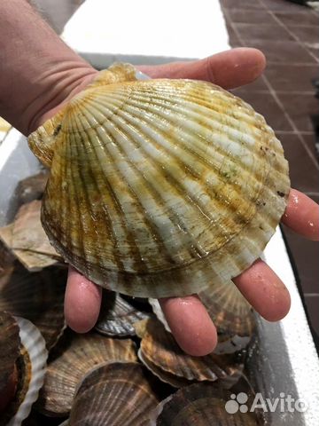 Морской гребешок живой