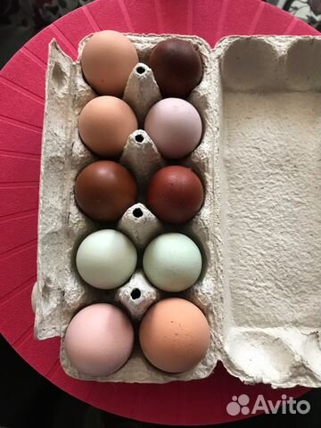 Цыплята и яйца инкубационные купить на Зозу.ру - фотография № 6