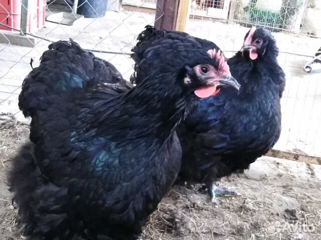 Чёрный орпингтон яйцо, цыплята купить на Зозу.ру - фотография № 8