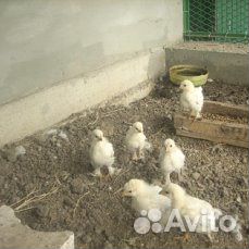 Цыплята "Брама" купить на Зозу.ру - фотография № 4