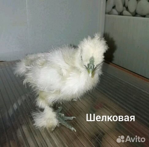 Цыплят"Курчавая", "Шёлковая" купить на Зозу.ру - фотография № 2