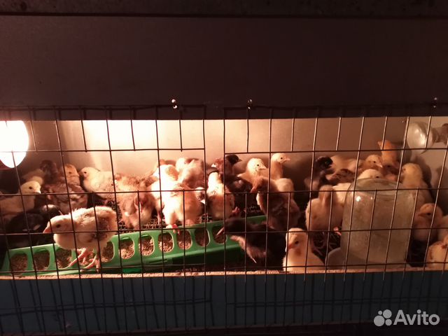 Продам домашних цыплят