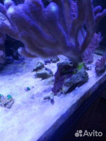 Коралл Милка 15см балянус + 3 фиолетовых гриба на