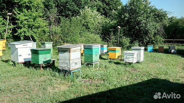 Ульи с пчелами в отличном состоянии купить на Зозу.ру - фотография № 1