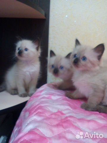Продам котят породы - 